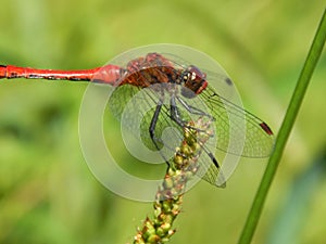 Red dragonfly close-up