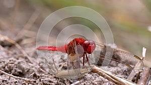 Red Dragonfly Close-up. Dragonfly Sitting on the Sand at a Branch of the River.