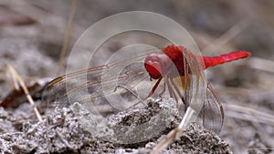 Red Dragonfly Close-up. Dragonfly Sitting on the Sand at a Branch of the River.