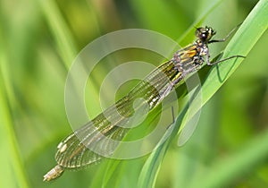 Red dragonfly -  Crocothemis erythraea