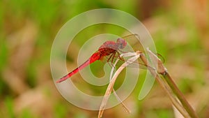 Red dragonfly Crocothemis servilia rest on grass