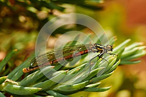 Red Dragonfly damselfly Zygoptera eats prey on grass.