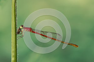 Red Dragonfly/damselfly/Zygoptera eats prey on green grass stem