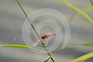 Red dragonfly