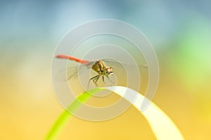 Red dragonfly on a grass with a meadow on background