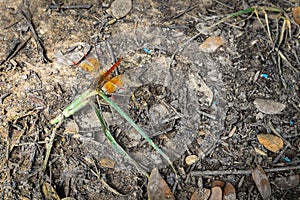 Red Dragonfly on the Grass