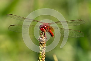 Red Dragonfly