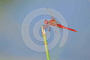 Red dragonfly on green plant stalk