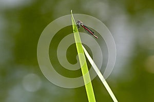 Red Dragonfly on Green Reed