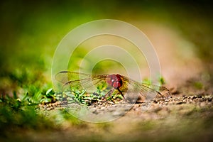 Red Dragonfly on the ground photo