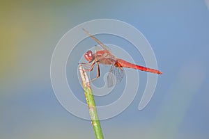 Red dragonfly on green plant stalk
