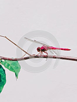 Red dragonfly insetos photo