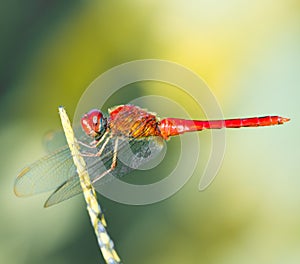 Red dragonfly isolated on flower stem hovering