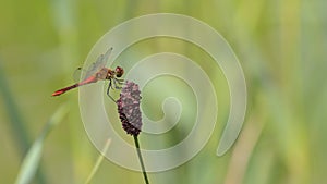 Red dragonfly laid on the grass stem in the meadow