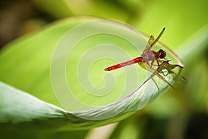 Red Dragonfly on a large green leaf