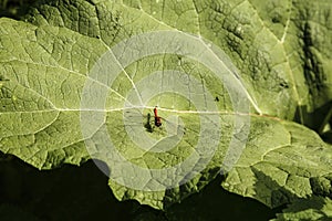a red dragonfly on a large leaf
