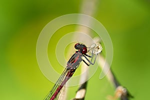 red dragonfly on a leaf