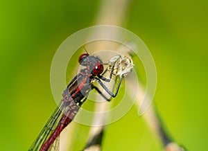 red dragonfly on a leaf 02
