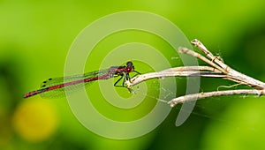 red dragonfly on a leaf 01