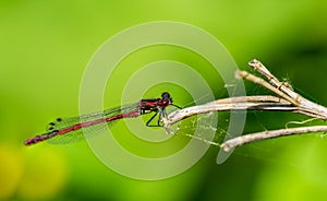 red dragonfly on a leaf