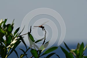 Red dragonfly on leaf bevor ocean horizont greece