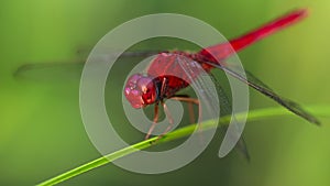 Red dragonfly on a leaf