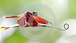 Red dragonfly on a leaf, macro photo of this gracious and fragile Odonata insect with backlit on a green background photo