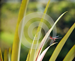Red dragonfly on lush green tropical plants