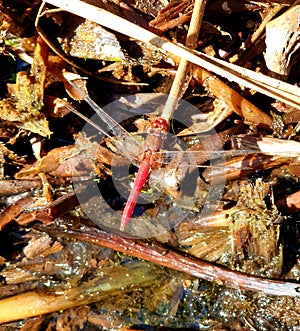 Red Dragonfly from the Mackay Botanical Gardens