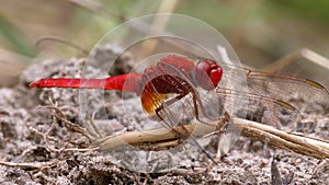 Red Dragonfly Macro. Dragonfly Sitting on the Sand at a Branch of the River.