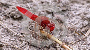 Red Dragonfly Macro. Dragonfly Sitting on the Sand at a Branch of the River.