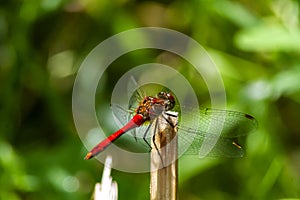 Red dragonfly, macro photo, on a cane