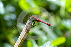 Red dragonfly, macro photo, on a cane