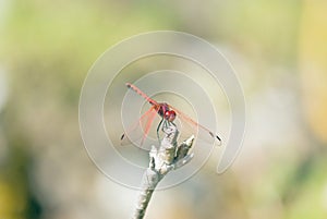 Red dragonfly