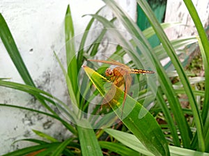 A red dragonfly, Neurothemis fluctuans, perched on a leaf