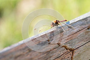 Red dragonfly, Neurothemis fluctuans is sitting on a wood, Haff Reimich nature reserve