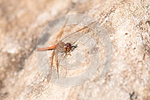 Red dragonfly, Neurothemis fluctuans is sitting on a wood, Haff Reimich nature reserve in Luxembourg