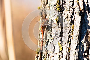 Red dragonfly, Neurothemis fluctuans is sitting on a wood, Haff Reimich nature reserve in Luxembourg