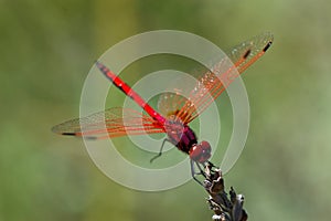 Red dragonfly Odonata wings spread