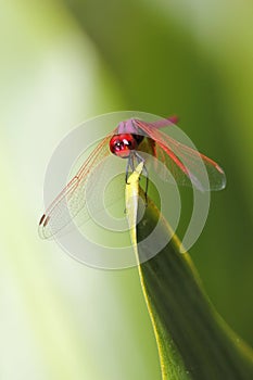 Red Dragonfly outdoor