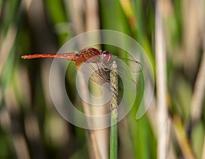 Red Dragonfly Perched