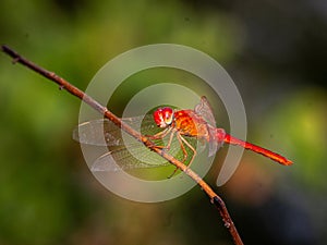 Red dragonfly perched on a grass branch