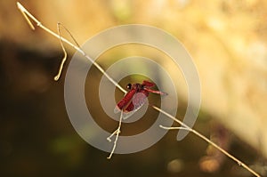 a red dragonfly perched on a small tree branch