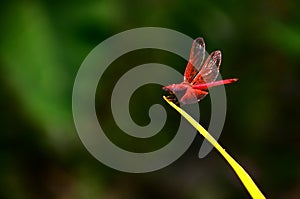 Red dragonfly perched on a yellow leaf with dark green background