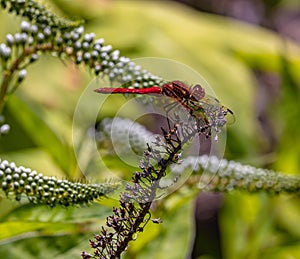 Red dragonfly photographed at UC Berkeley California Botanical Garden.