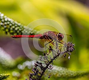 Red dragonfly photographed at UC Berkeley  California Botanical Garden.