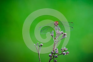 Red dragonfly on plant against green blurry background photo