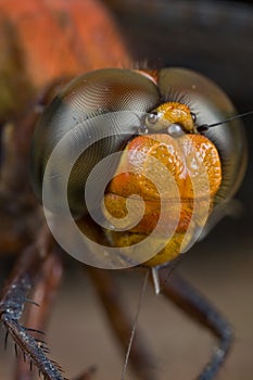 Red dragonfly portrait shot