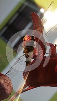 Red dragonfly on red tree