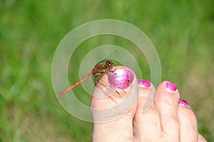 Red dragonfly red-veined darter resting on a human toe